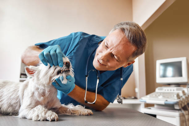 Best Emergency Root Canal Treatment in Buffalo, TX